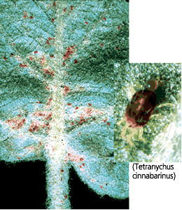 Tetranychus viennensis.